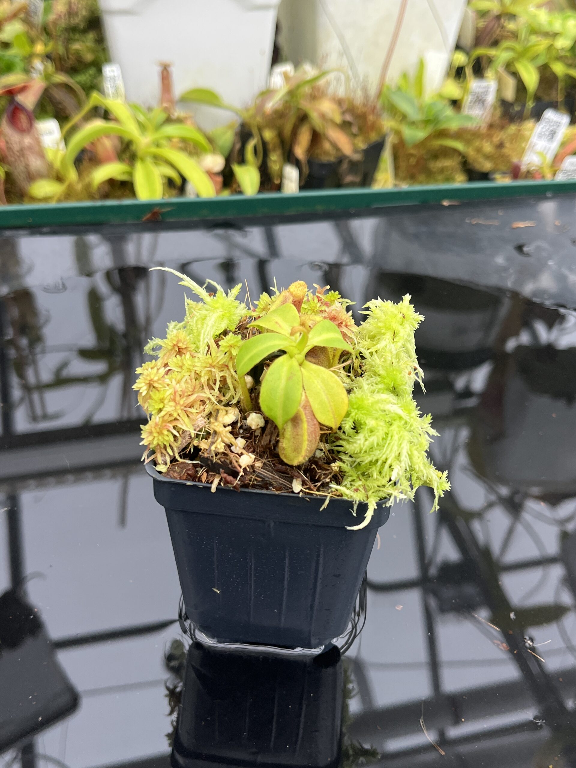 Close Up of Nepenthes (lowii x truncata) x macrophylla | Andreas Wistuba | AW-ISC | H26745