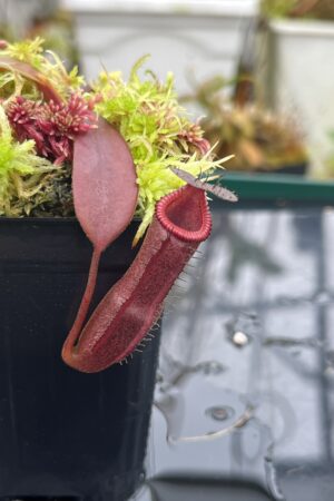 Close Up of Nepenthes {[(lowii x veitchii) x boschiana] x [(veitchii x maxima) x veitchii]} x edwardsiana | Florae Collaborative | FC-145.03 | IN25773