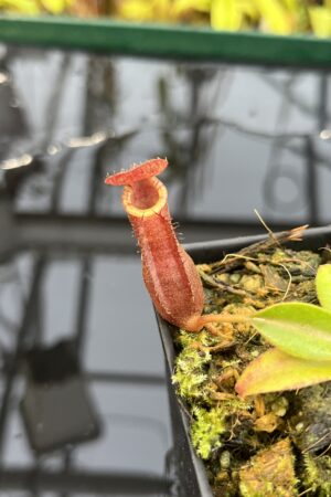Close Up of Nepenthes [(lowii x veitchii) x boschiana] x [(veitchii x maxima) x veitchii] x (lowii x merrilliana) | Florae Collaborative | FC-398.01 | IN26411