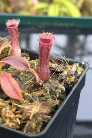 Close Up of Nepenthes [(lowii x veitchii) x boschiana] x [(veitchii x maxima) x veitchii] x (lowii x merrilliana) | Florae Collaborative | FC-398.08 | IN26166