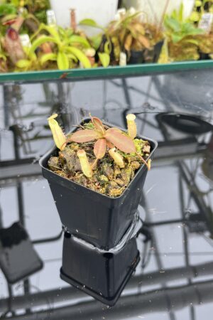 Close Up of Nepenthes mapuluensis | Jeremiah Harris | JH-143.04 | IN26734