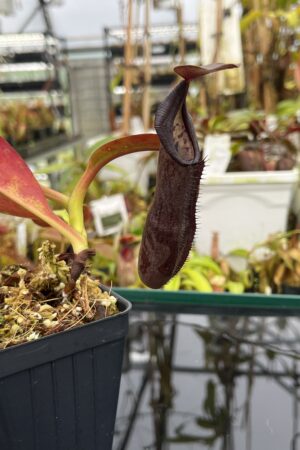 Close Up of Nepenthes maxima x ramispina | Borneo Exotics | BE-3740 | IN26706