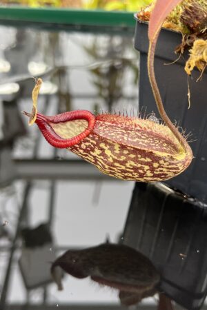 Close Up of Nepenthes (maxima x talangensis) x hamata | Borneo Exotics | BE-3777 | IN26486