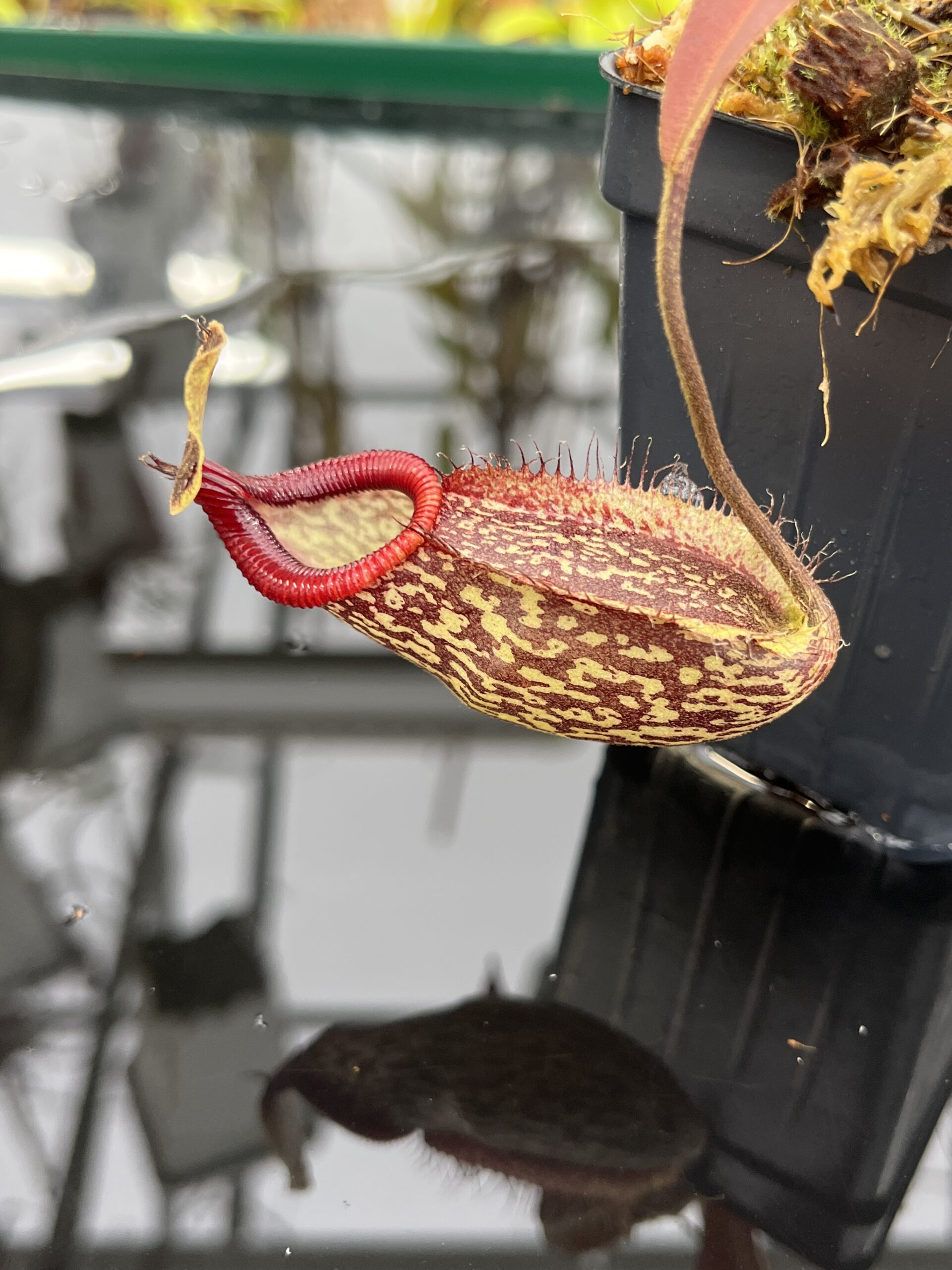Close Up of Nepenthes (maxima x talangensis) x hamata | Borneo Exotics | BE-3777 | IN26486