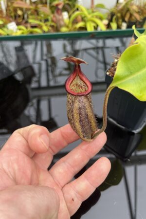 Close Up of Nepenthes (maxima x talangensis) x robcantleyi | Borneo Exotics | BE-3959 | IN26746