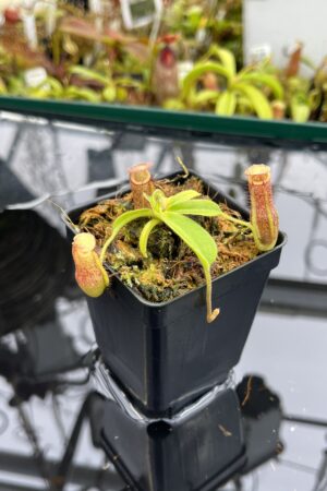 Close Up of Nepenthes maxima x villosa | JH | Clone 1 | Jeremiah Harris | JH-375.01 | IN26497