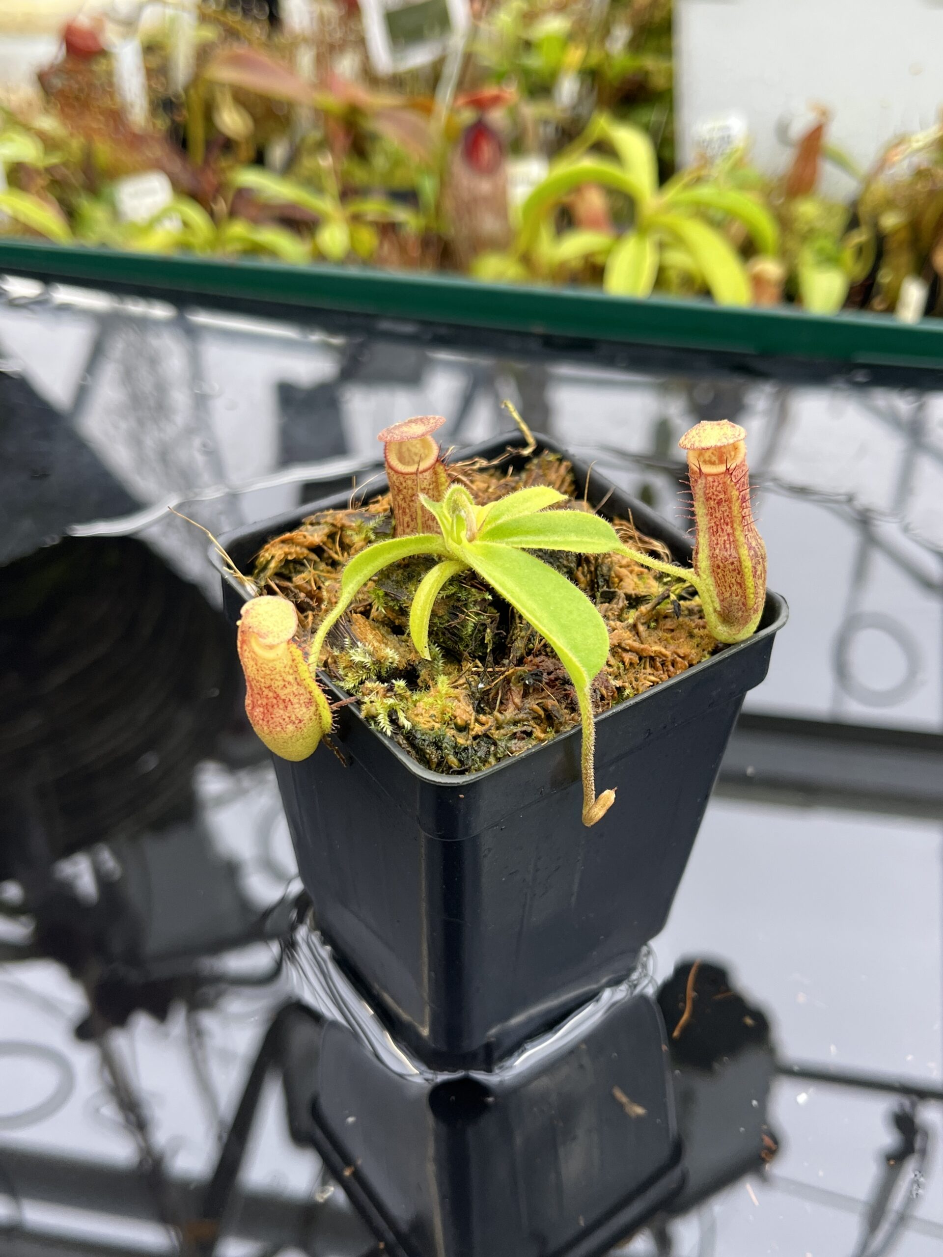 Close Up of Nepenthes maxima x villosa | JH | Clone 1 | Jeremiah Harris | JH-375.01 | IN26497