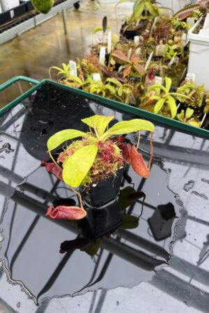 Close Up of Nepenthes maxima x villosa {seedgrown individuals, orginal Yasuhide Nakagawa cross} | Best Carnivorous Plants | BCP-00 | IN26184