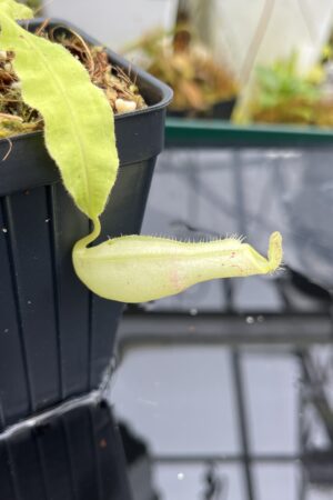 Close Up of Nepenthes mirabilis var. echinostoma | Borneo Exotics | BE-3372 | L26713
