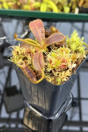 Close Up of Nepenthes mollis | Borneo Exotics | BE-3921 | H26239