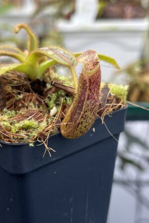 Close Up of Nepenthes mollis | Borneo Exotics | BE-3921 | H26682