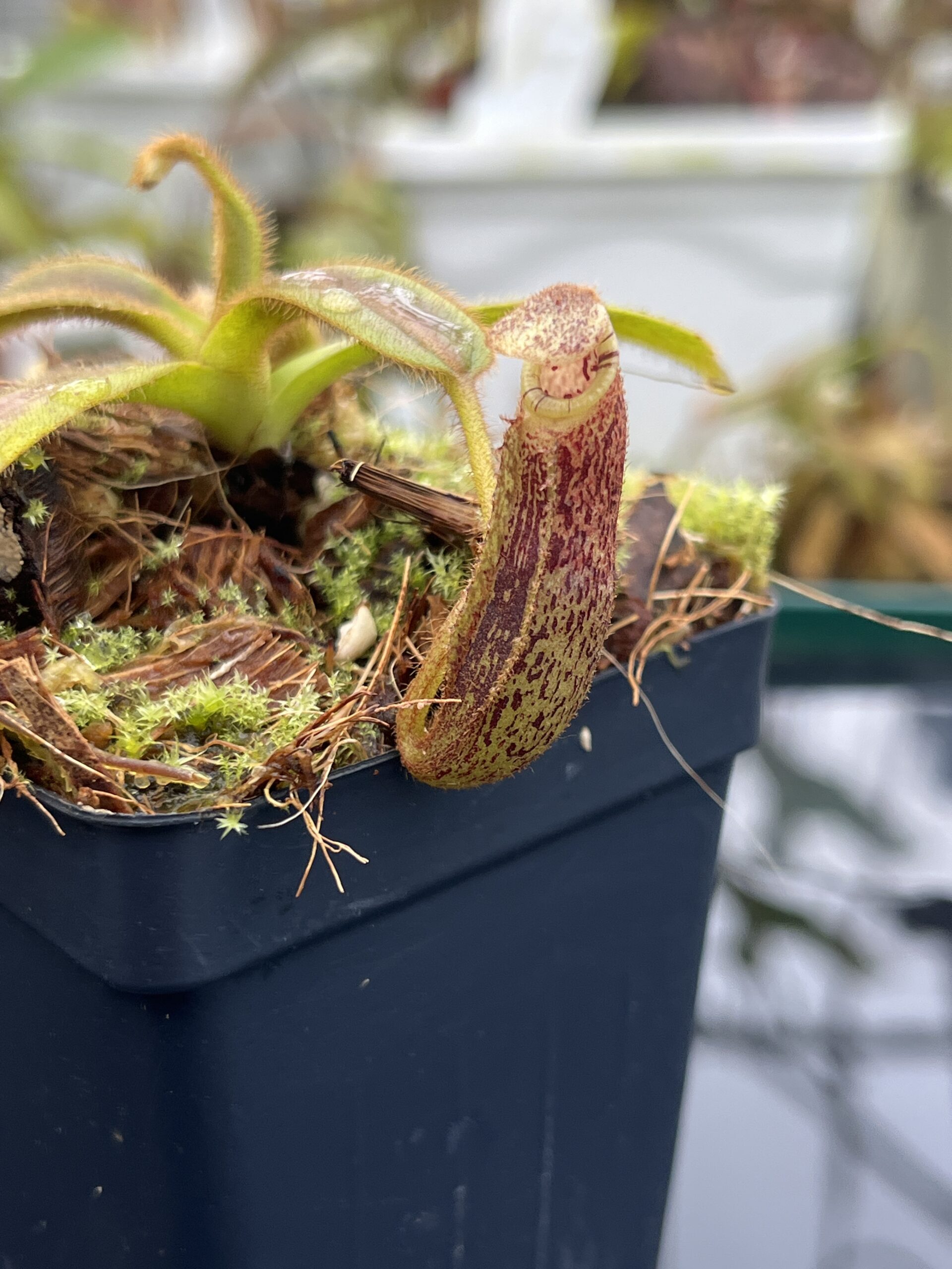 Close Up of Nepenthes mollis | Borneo Exotics | BE-3921 | H26682