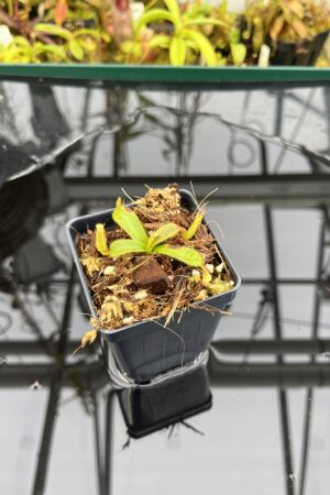 Close Up of Nepenthes mollis ('Tricolor' x Jeff Shafer Clone) | Francis Bauzon | FB-343.01 | H26211