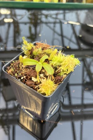 Close Up of Nepenthes mollis ('Tricolor' x Jeff Shafer Clone) | Francis Bauzon | FB-343.01 | H26433