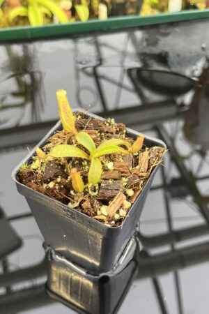 Close Up of Nepenthes mollis ('Tricolor' x Jeff Shafer Clone) | Francis Bauzon | FB-343.01 | H26768
