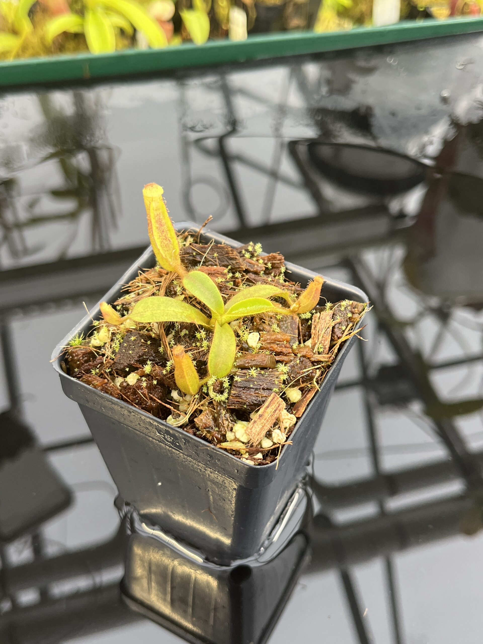 Close Up of Nepenthes mollis ('Tricolor' x Jeff Shafer Clone) | Francis Bauzon | FB-343.01 | H26768