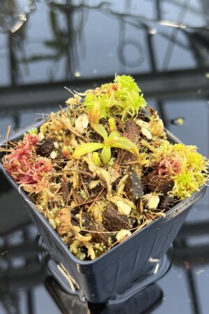 Close Up of Nepenthes (mollis x veitchii) x lowii G. Mulu | Assorted Clones | Michael Kevin Smith | MKS-523 | H26431