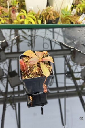 Close Up of Nepenthes muluensis x lowii | Borneo Exotics | BE-3128 | H26391