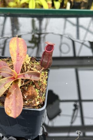 Close Up of Nepenthes muluensis x lowii | Borneo Exotics | BE-3128 | H26681