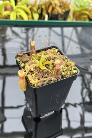 Close Up of Nepenthes naga x flava | JH | Jeremiah Harris | JH-466.00 | H26367