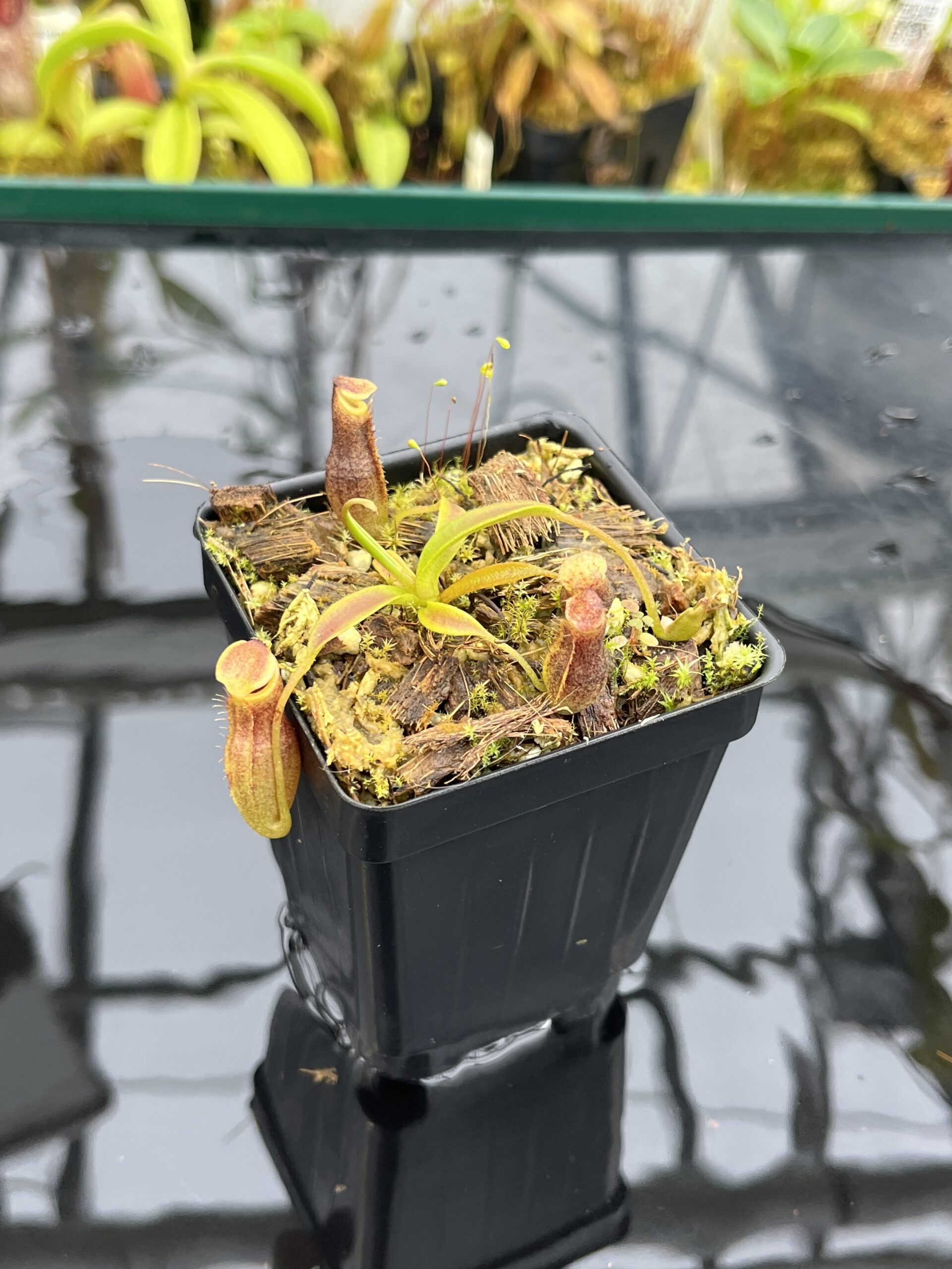 Close Up of Nepenthes naga x flava | JH | Jeremiah Harris | JH-466.00 | H26367