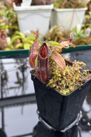 Close Up of Nepenthes nigra | Borneo Exotics | BE-4607 | H26502