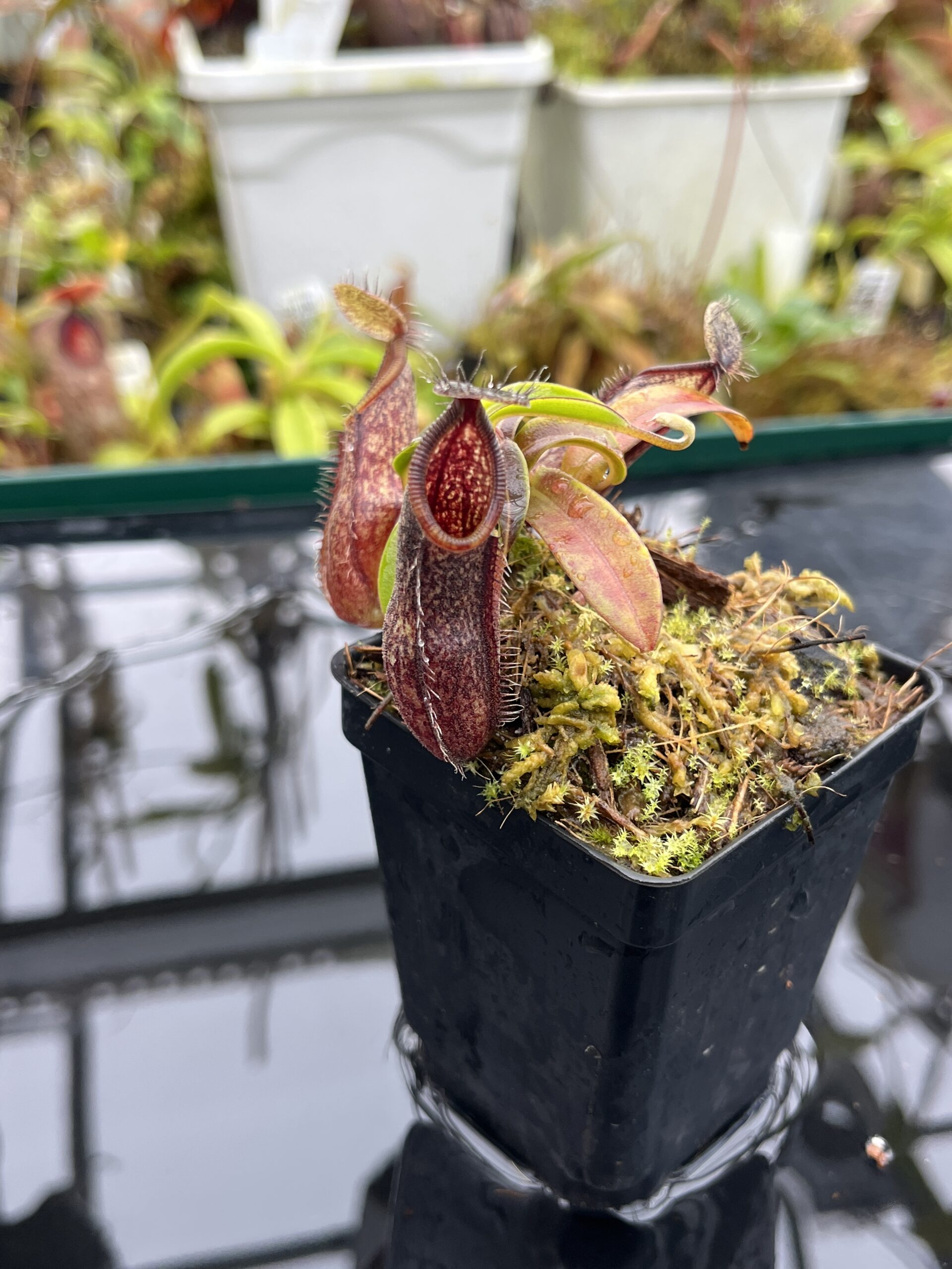 Close Up of Nepenthes nigra | Borneo Exotics | BE-4607 | H26502