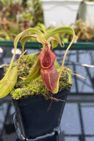 Close Up of Nepenthes ovata | Borneo Exotics | BE-4084 | H26398