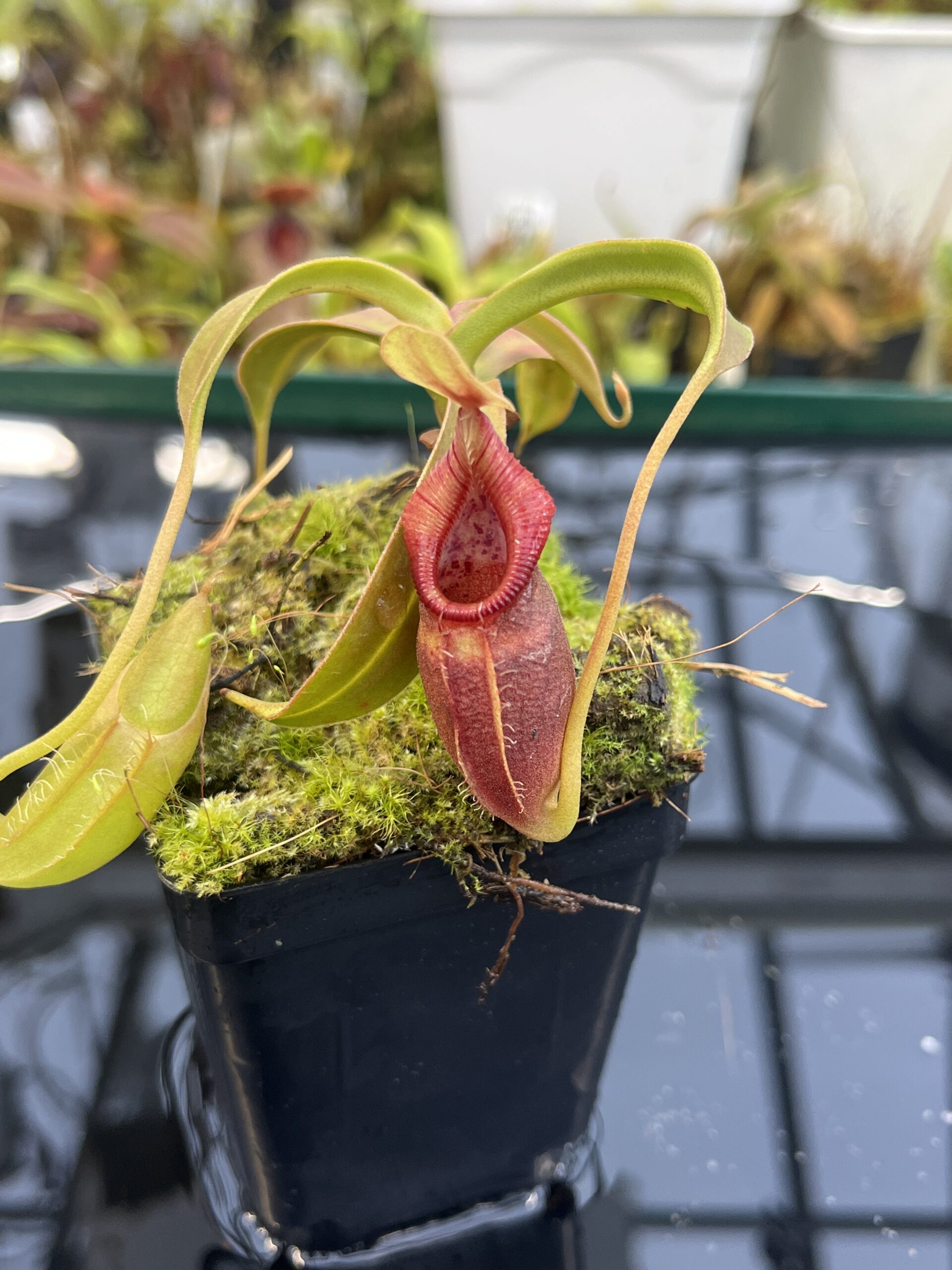 Close Up of Nepenthes ovata | Borneo Exotics | BE-4084 | H26398