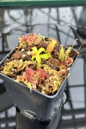 Close Up of Nepenthes ovata x villosa | Assorted Clones | Jeremiah Harris | JH-535 | H26354