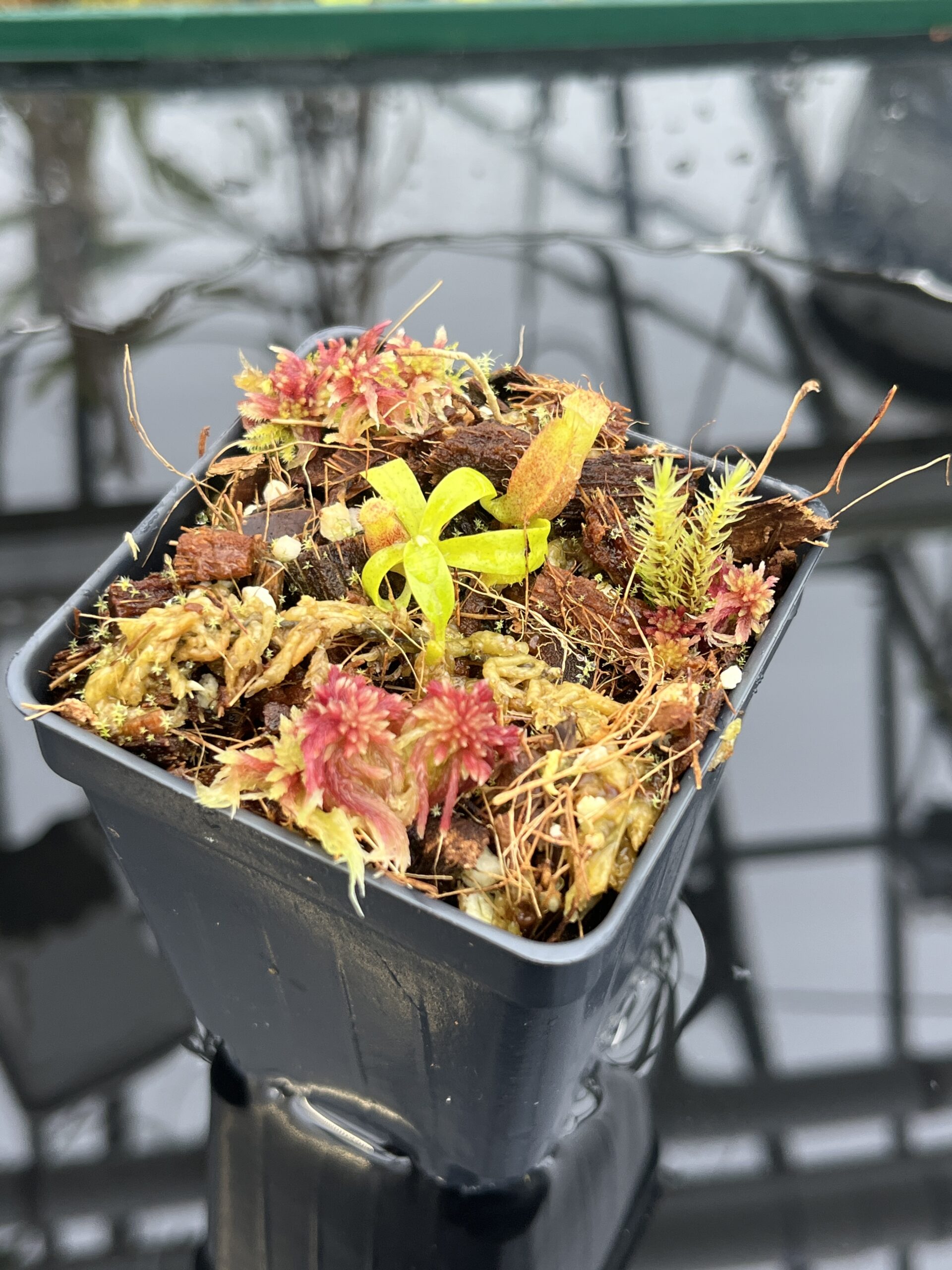 Close Up of Nepenthes ovata x villosa | Assorted Clones | Jeremiah Harris | JH-535 | H26354