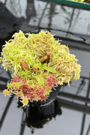 Close Up of Nepenthes ovata x villosa | Jeremiah Harris | JH-535.00 | H26368