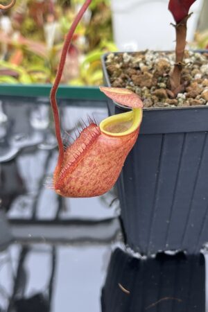 Close Up of Nepenthes palawanensis | Borneo Exotics | BE-3651 | IN26261