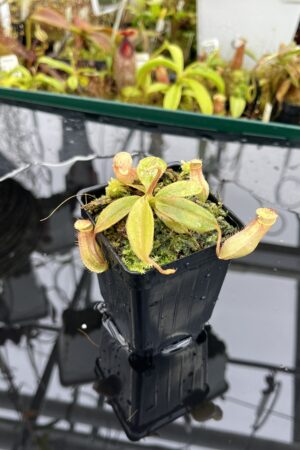 Close Up of Nepenthes palawanensis x peltata | Florae Collaborative | FC-393 | IN26494