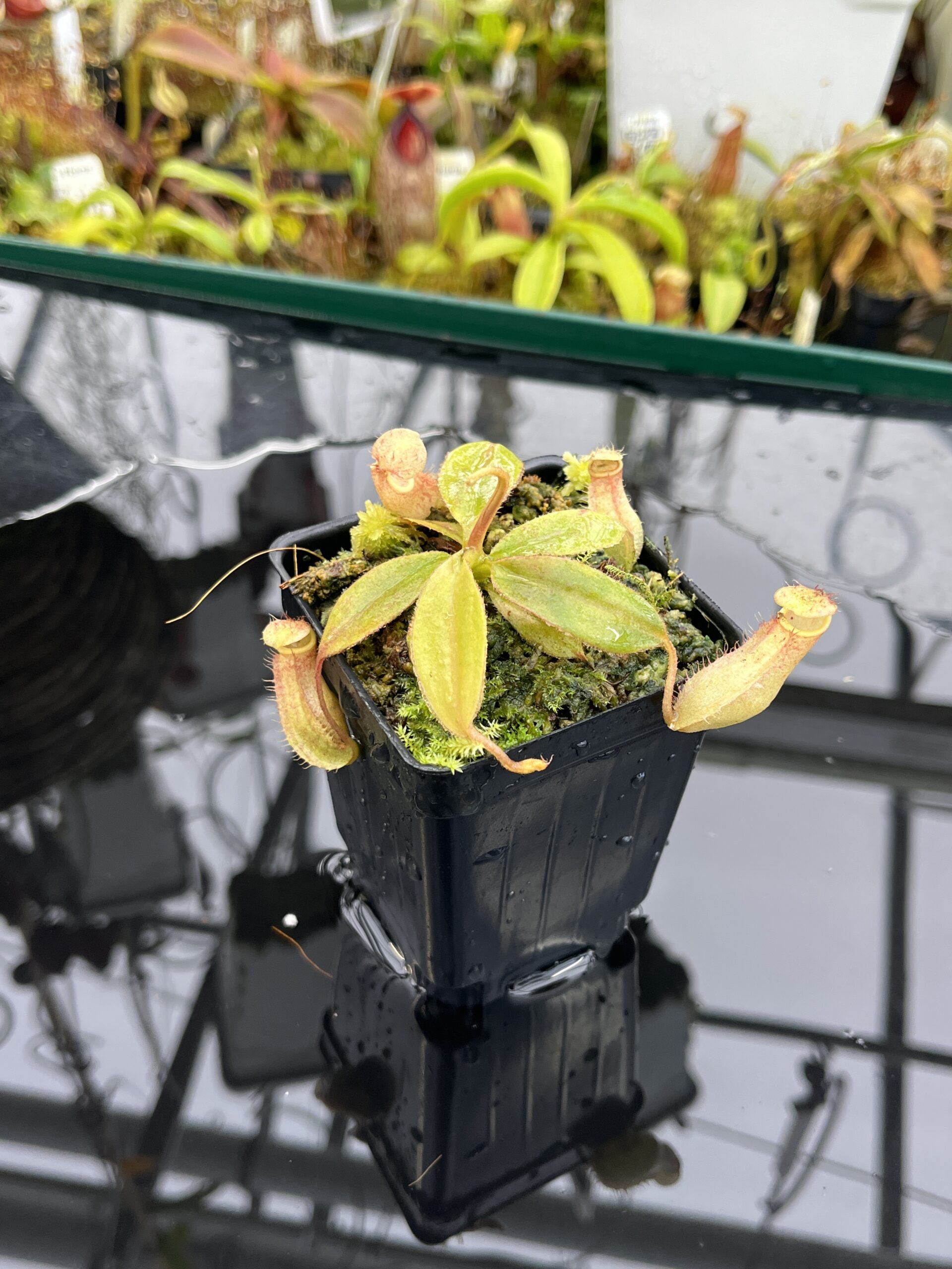 Close Up of Nepenthes palawanensis x peltata | Florae Collaborative | FC-393 | IN26494