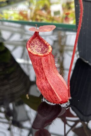 Close Up of Nepenthes peltata | Borneo Exotics | BE-4025 | IN26705