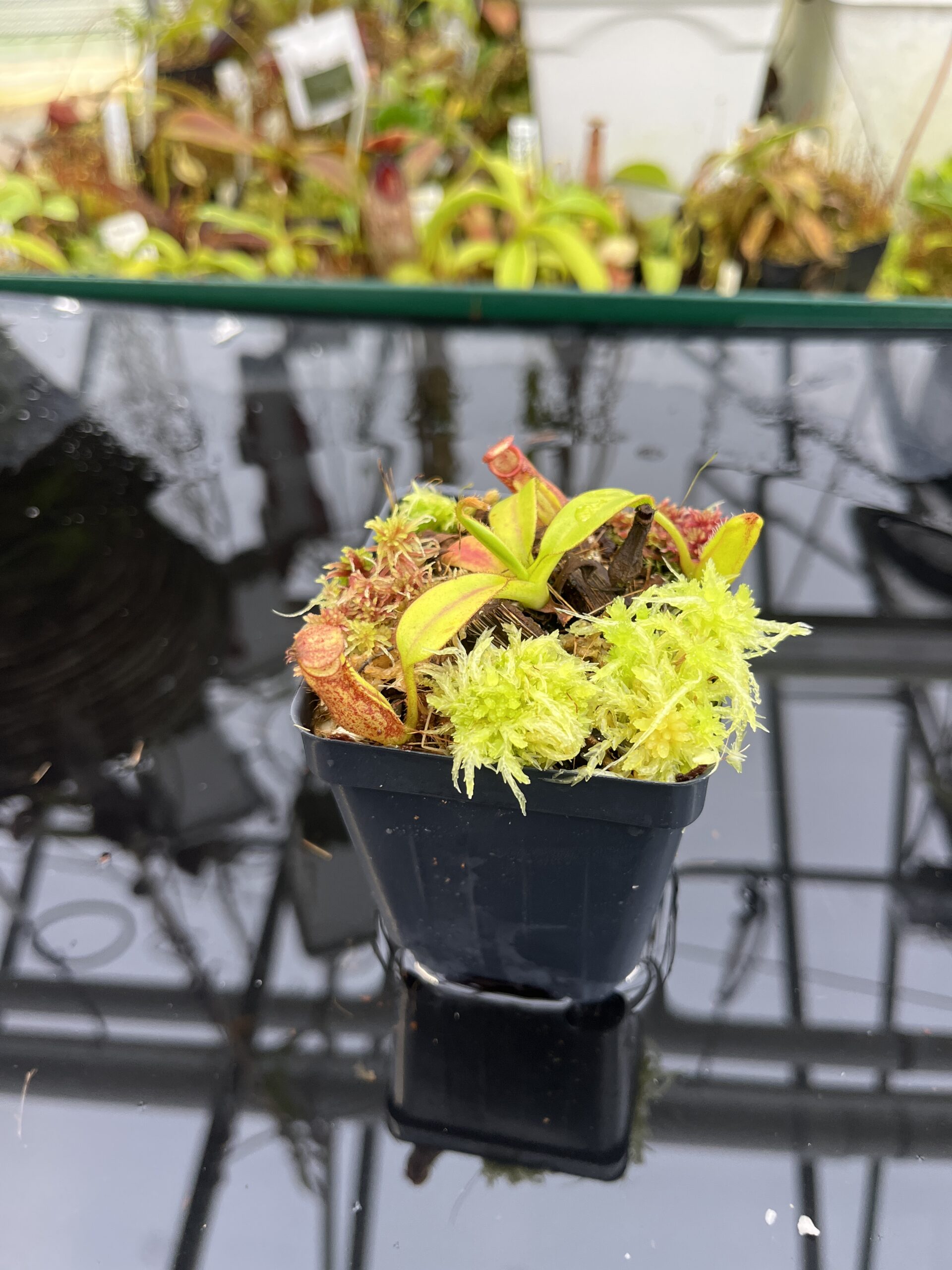 Close Up of Nepenthes pulchra (Kiamo Mindanao Philippines) | Andreas Wistuba | AW-01 | H26755