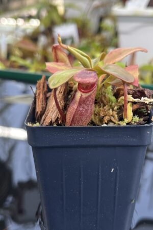 Close Up of Nepenthes rajah | Borneo Exotics | BE-3152 | H26777
