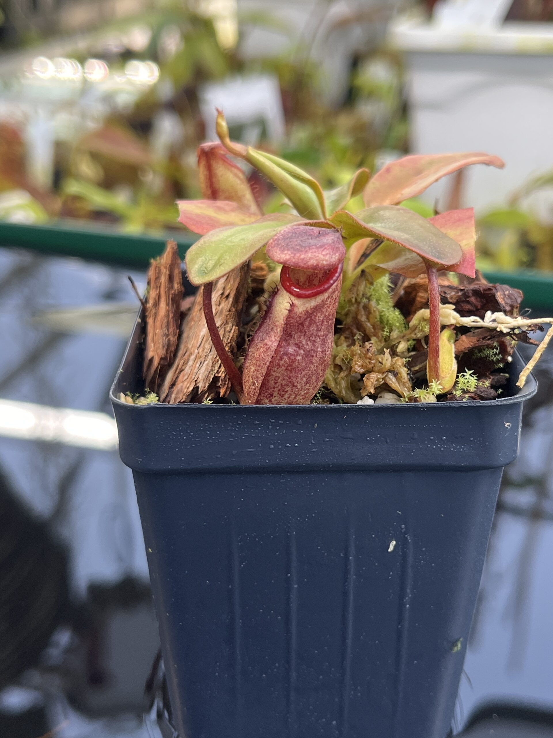 Close Up of Nepenthes rajah | Borneo Exotics | BE-3152 | H26777