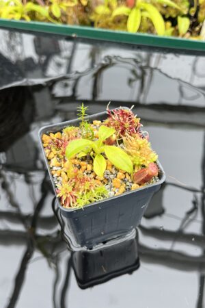 Close Up of Nepenthes rajah x Trusmadiensis | Andreas Wistuba | AW-RSC | H26282