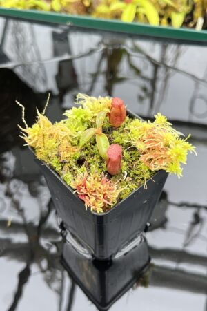 Close Up of Nepenthes rajah x edwardsiana | JH | Clone 1 | Jeremiah Harris | JH-96.01 | H26285