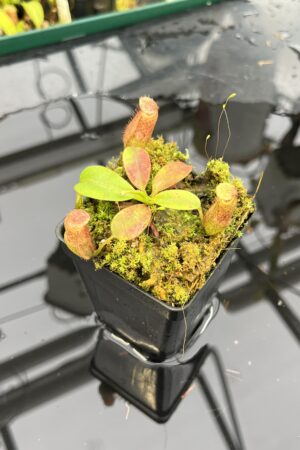 Close Up of Nepenthes rajah x eymae | Florae Collaborative | FC-074.IC | H26488