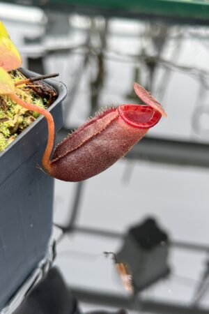 Close Up of Nepenthes rajah x lowii | Borneo Exotics | BE-4529 | H26511