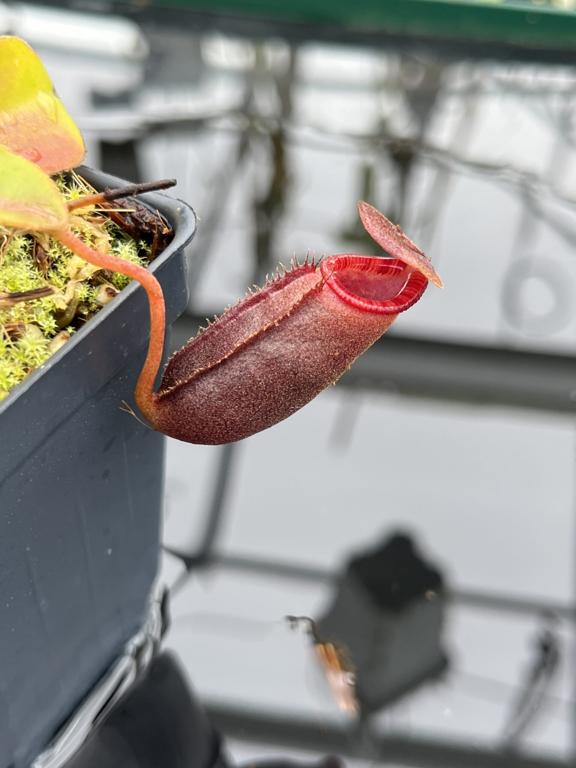 Close Up of Nepenthes rajah x lowii | Borneo Exotics | BE-4529 | H26511