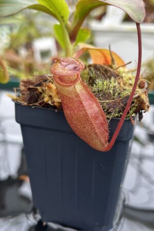 Close Up of Nepenthes rajah x mira | Borneo Exotics | BE-3518 | H26521
