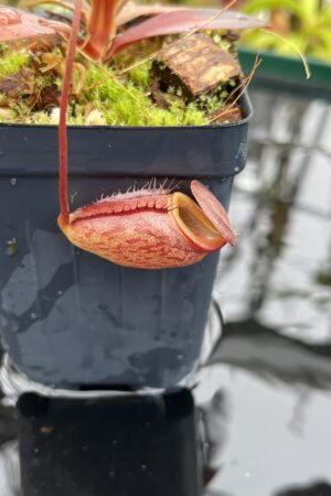 Close Up of Nepenthes rajah x tenuis | Borneo Exotics | BE-4083 | H26520