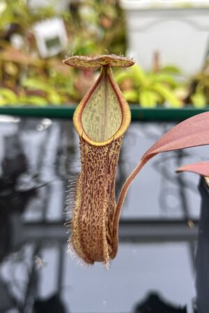 Close Up of Nepenthes ramispina x hamata | Borneo Exotics | BE-4569 | H26752