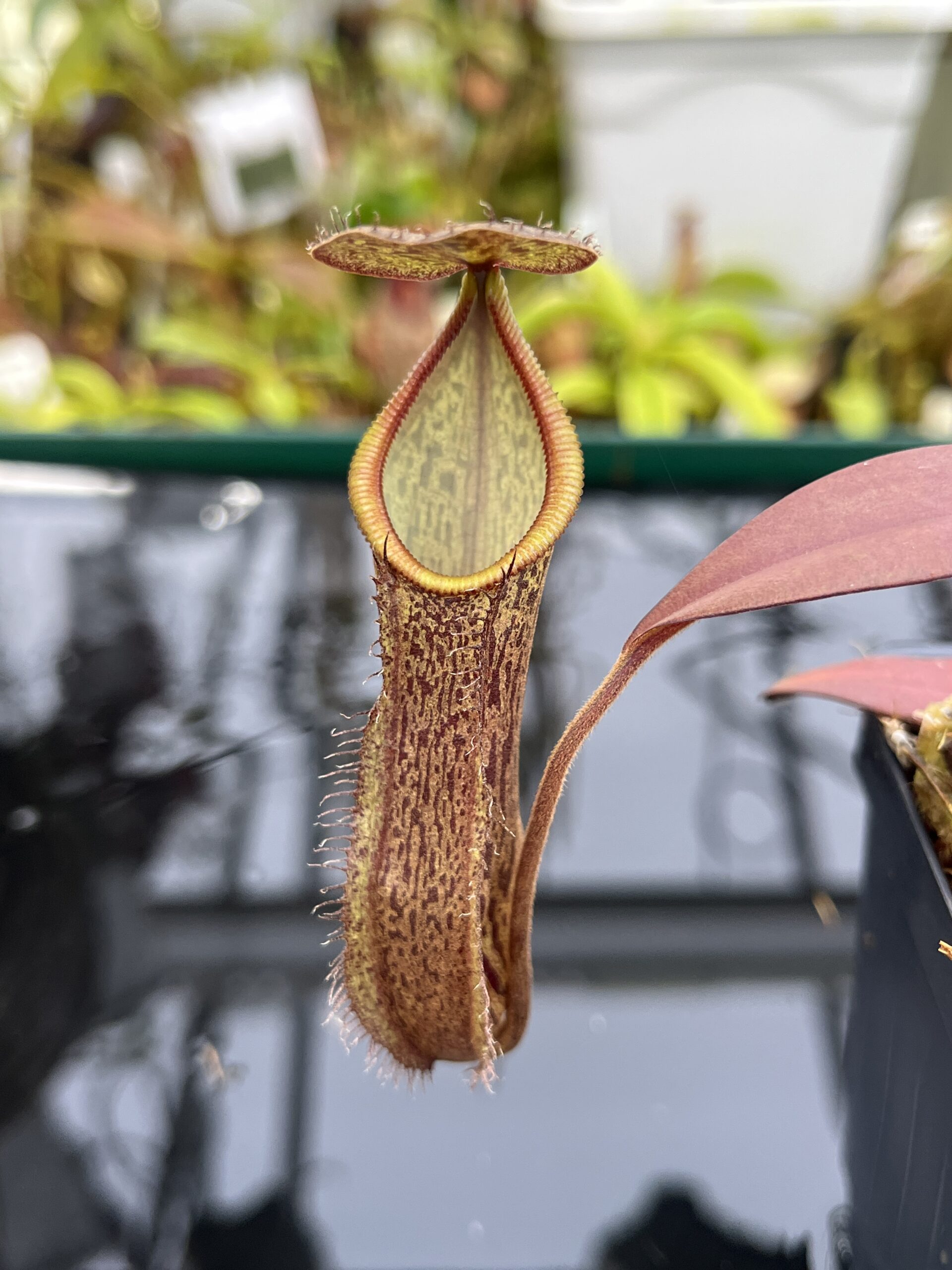 Close Up of Nepenthes ramispina x hamata | Borneo Exotics | BE-4569 | H26752