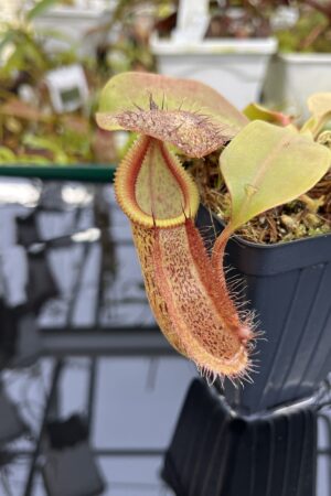Close Up of Nepenthes robcantleyi x hamata | Borneo Exotics | BE-3958 | H26748