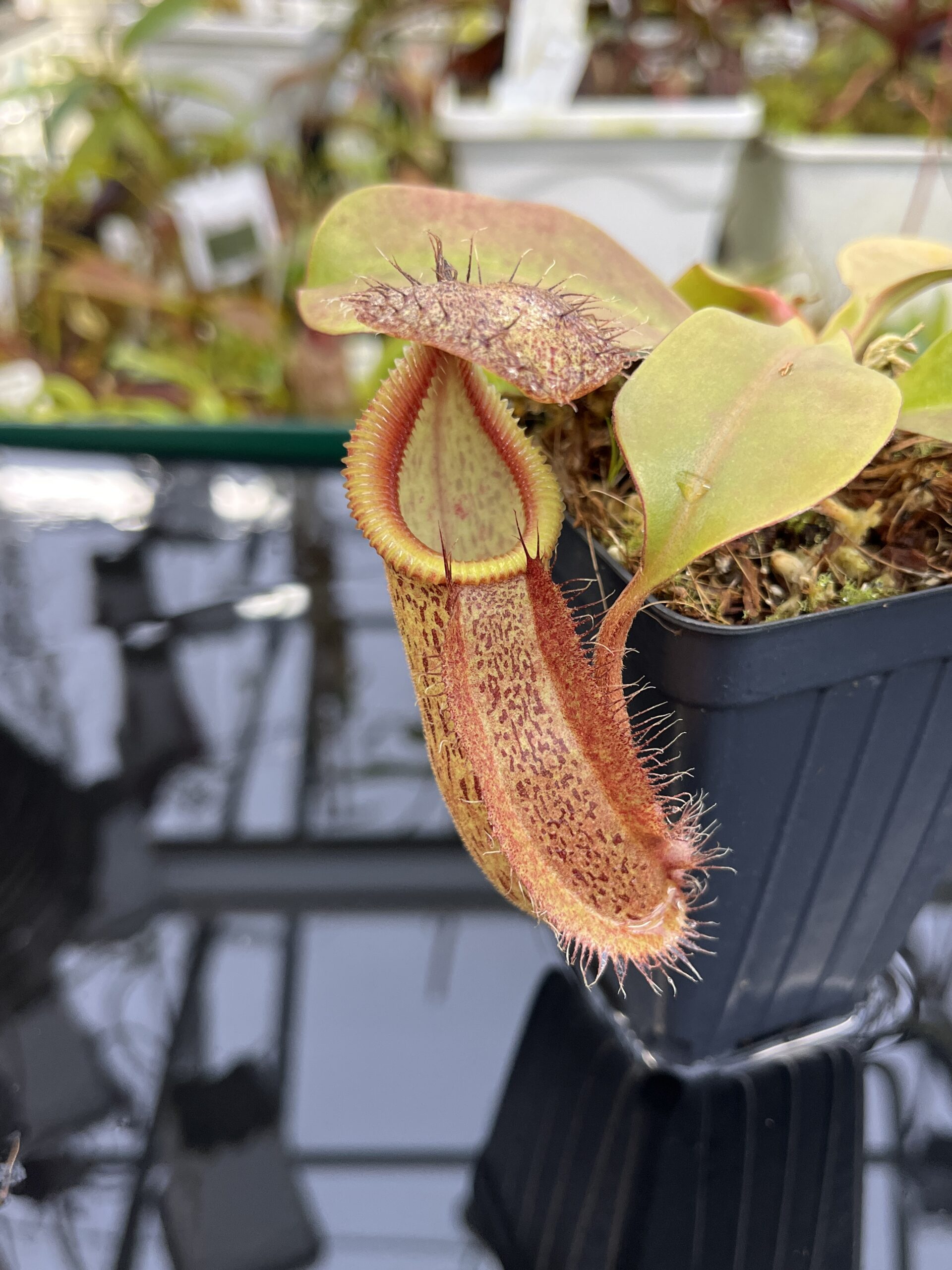 Close Up of Nepenthes robcantleyi x hamata | Borneo Exotics | BE-3958 | H26748